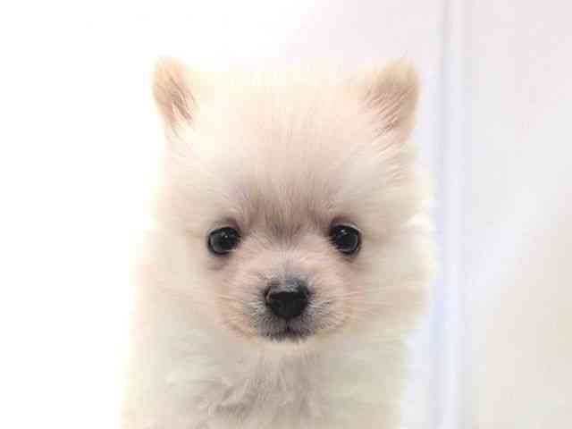 広島県のポメラニアン (ひごペットフレンドリーゆめタウン廿日市店/2025年9月14日生まれ/男の子/ホワイト)の子犬の1枚目の画像