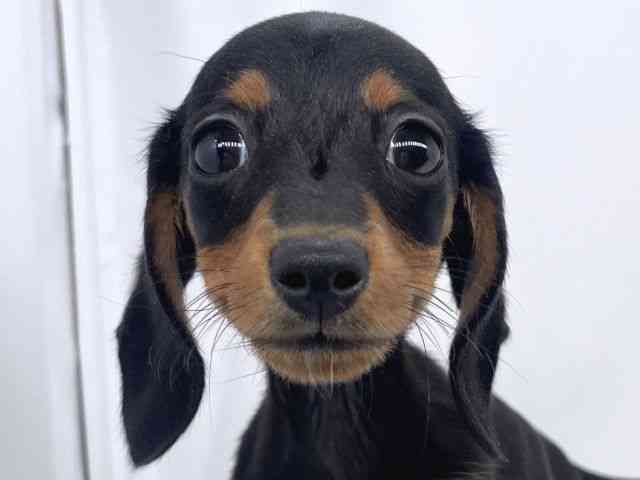 兵庫県のミニチュアダックスフンド(スムース) (ひごペットフレンドリーイオンタウン加古川店/2025年9月6日生まれ/女の子/ブラックタン)の子犬の1枚目の画像