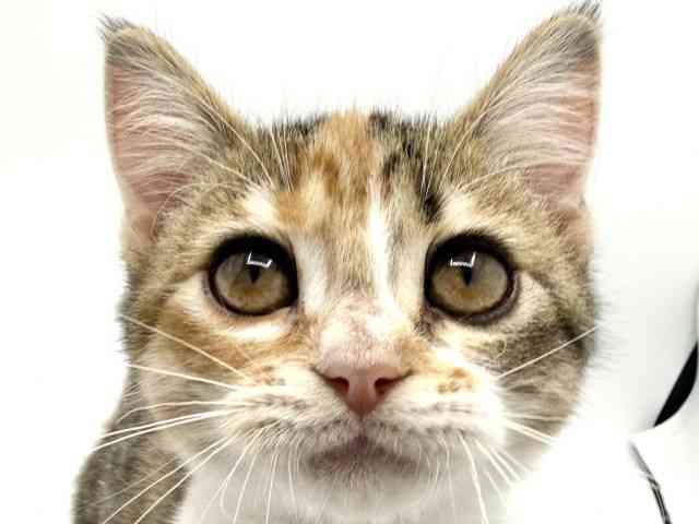 大阪府のマンチカン (ひごペットフレンドリーみのおキューズモール店/2025年9月15日生まれ/女の子/キャリコ)の子猫の1枚目の画像