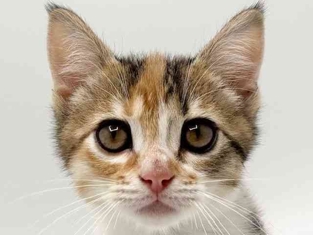 大阪府のマンチカン (ひごペットフレンドリーみのおキューズモール店/2025年9月15日生まれ/女の子/キャリコ)の子猫の1枚目の画像