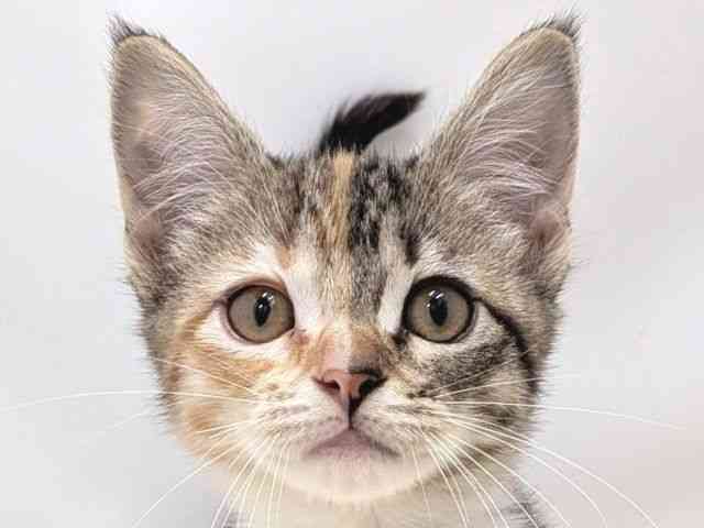 広島県のマンチカン (ひごペットフレンドリーゆめタウン廿日市店/2025年9月15日生まれ/女の子/キャリコ)の子猫の1枚目の画像