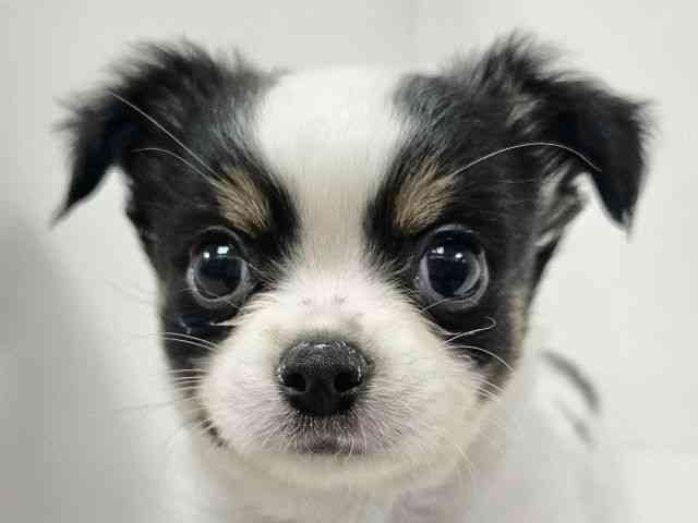 愛知県のチワワ(ロング) (ひごペットフレンドリーイトーヨーカドー知多店/2025年9月15日生まれ/男の子/ホワイトブラックタン)の子犬