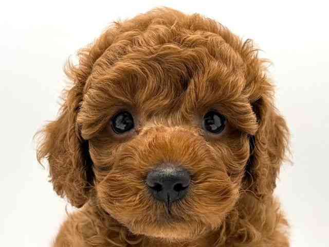 奈良県のトイプードル(トイ) (ひごペットフレンドリー田原本店/2025年9月15日生まれ/男の子/レッド)の子犬