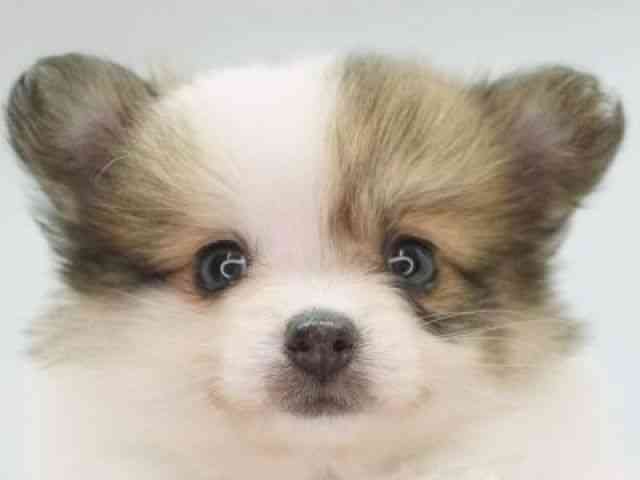 福岡県のポメチワ/チワポメ/ポメチー(ポメラニアン×チワワ) (ひごペットフレンドリーゆめタウン筑紫野店/2025年9月13日生まれ/女の子/パーティーカラー)の子犬の1枚目の画像