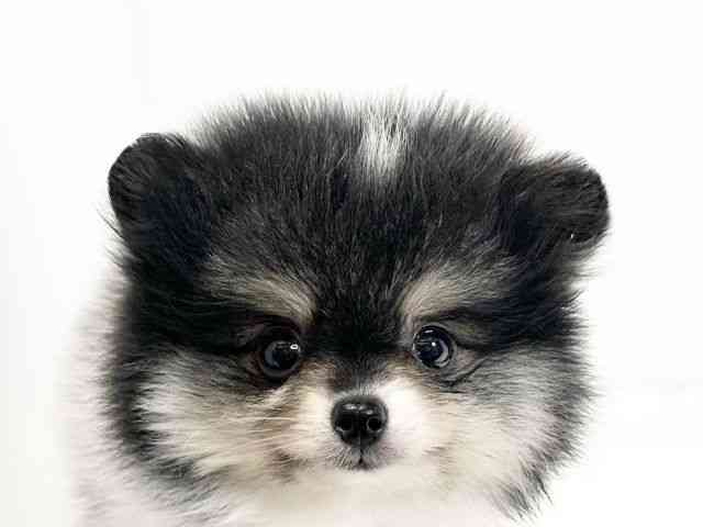 愛媛県のポメラニアン (ひごペットフレンドリーイオンモール今治新都市店/2025年9月15日生まれ/男の子/パーティーカラー)の子犬の1枚目の画像