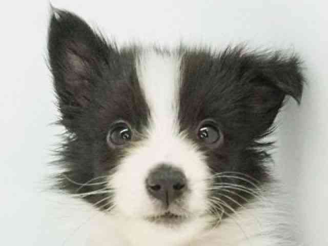 福岡県のシェットランドシープドッグ (ひごペットフレンドリーゆめタウン筑紫野店/2025年9月15日生まれ/男の子/バイブラック)の子犬の1枚目の画像