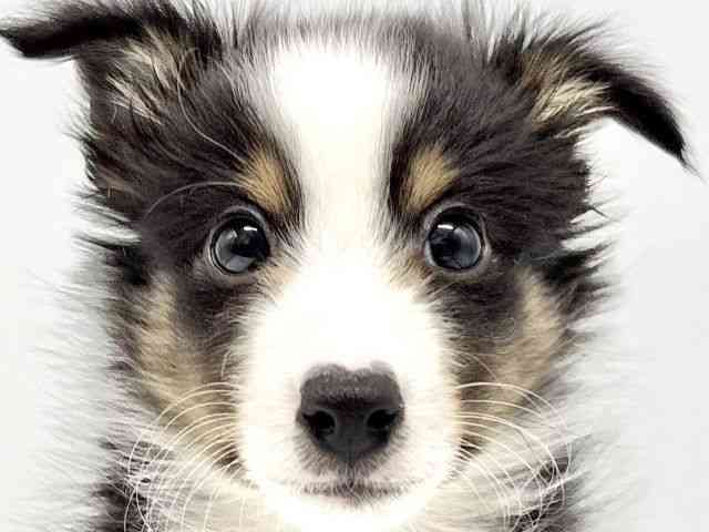 大阪府のシェットランドシープドッグ (ひごペットフレンドリーイオンタウン豊中庄内店/2025年9月15日生まれ/男の子/トライカラー)の子犬