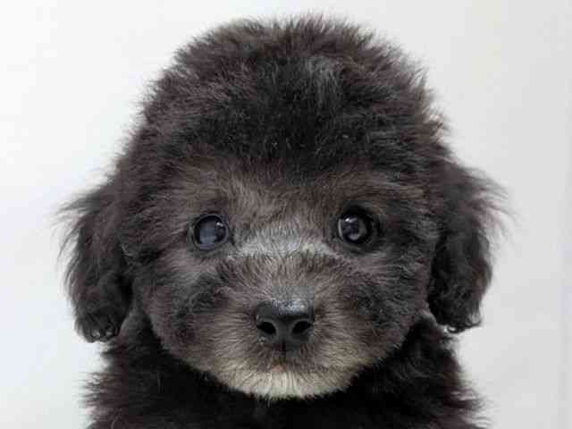 広島県のトイプードル(トイ) (ひごペットフレンドリーゆめタウン廿日市店/2025年9月15日生まれ/女の子/シルバー)の子犬の1枚目の画像