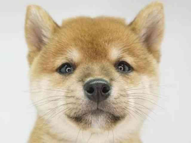 福岡県の柴犬(標準サイズ) (ひごペットフレンドリーゆめタウン筑紫野店/2025年9月15日生まれ/男の子/赤)の子犬