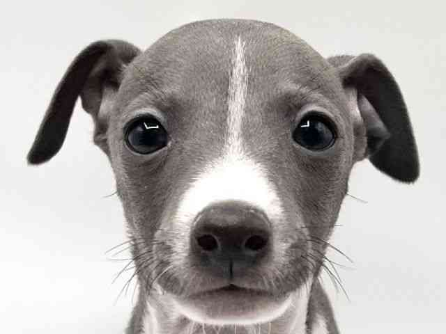 京都府のイタリアングレーハウンド (ひごペットフレンドリーイオンモール高の原店/2025年9月15日生まれ/男の子/ブルーホワイト)の子犬の1枚目の画像