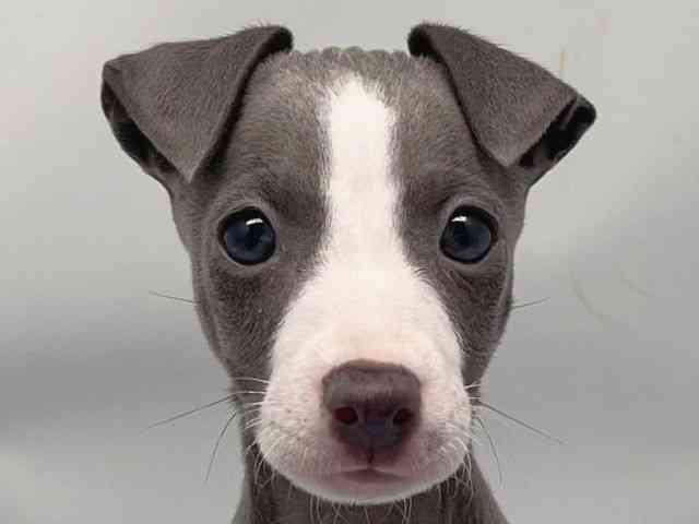 京都府のイタリアングレーハウンド (ひごペットフレンドリー洛北阪急スクエア店/2025年9月15日生まれ/男の子/ブルーホワイト)の子犬