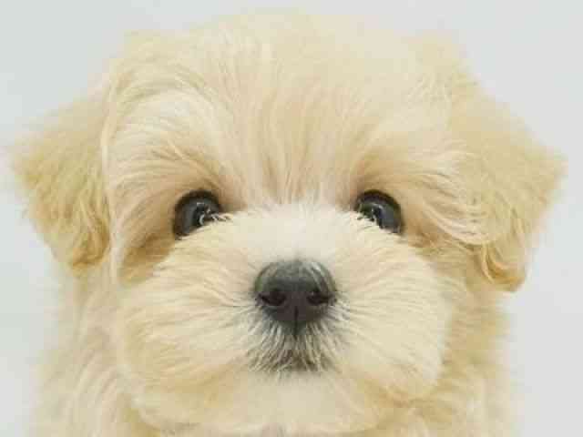 福岡県のマルプー(マルチーズ×プードル) (ひごペットフレンドリーゆめタウン筑紫野店/2025年9月14日生まれ/女の子/アプリコット)の子犬の1枚目の画像