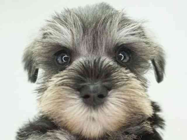 福岡県のミニチュアシュナウザー (ひごペットフレンドリーゆめタウン筑紫野店/2025年9月13日生まれ/女の子/ソルトペッパー)の子犬