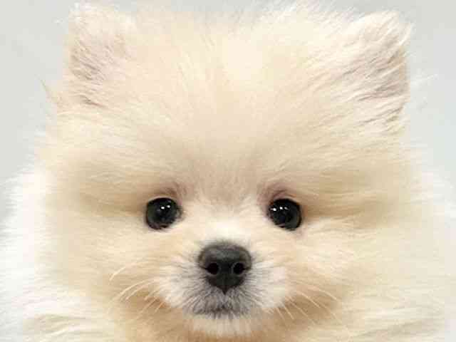 大阪府のポメラニアン (ひごペットフレンドリーイオンタウン豊中庄内店/2025年9月7日生まれ/男の子/クリーム)の子犬の1枚目の画像