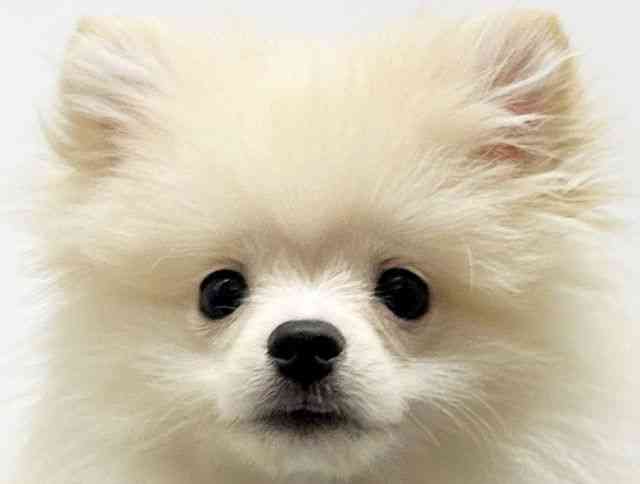 大阪府のポメラニアン (ひごペットフレンドリーイオンタウン豊中庄内店/2025年9月7日生まれ/男の子/クリーム)の子犬の1枚目の画像