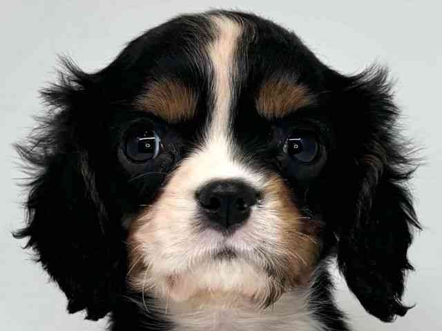 大阪府のキャバリアキングチャールズスパニエル (ひごペットフレンドリーセブンパーク天美店/2025年9月9日生まれ/女の子/トライカラー)の子犬