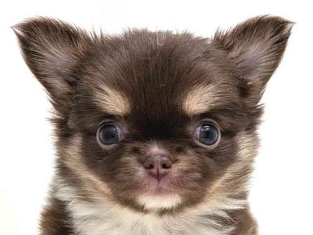 広島県のチワワ(ロング) (ひごペットフレンドリーゆめタウン廿日市店/2025年9月16日生まれ/女の子/チョコレートタンホワイト)の子犬の1枚目の画像