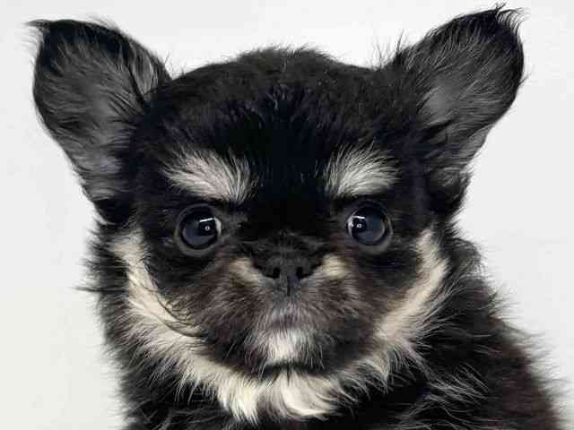 大阪府のチワワ(ロング) (ひごペットフレンドリーセブンパーク天美店/2025年9月15日生まれ/男の子/ブラックタンホワイト)の子犬