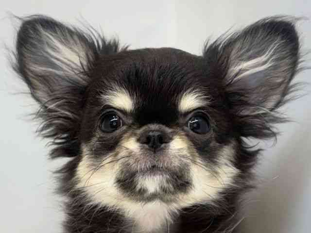 大阪府のチワワ(ロング) (ひごペットフレンドリーセブンパーク天美店/2025年9月15日生まれ/男の子/ブラックタンホワイト)の子犬の1枚目の画像