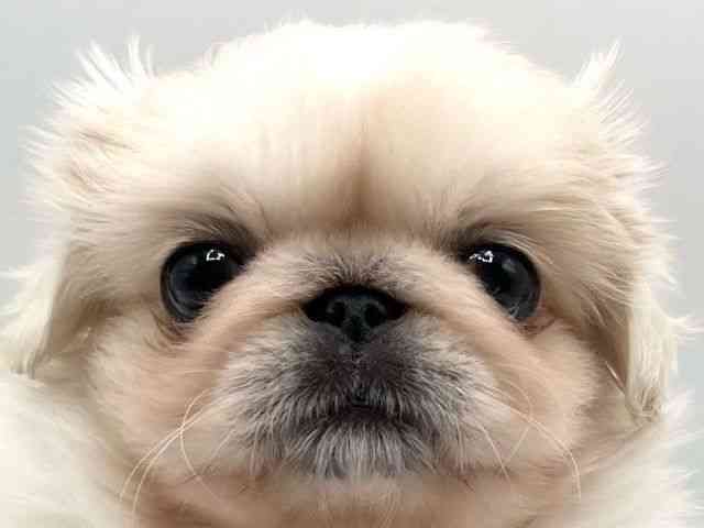 京都府のペキニーズ (ひごペットフレンドリーイオンモール高の原店/2025年9月15日生まれ/女の子/ホワイト)の子犬の1枚目の画像