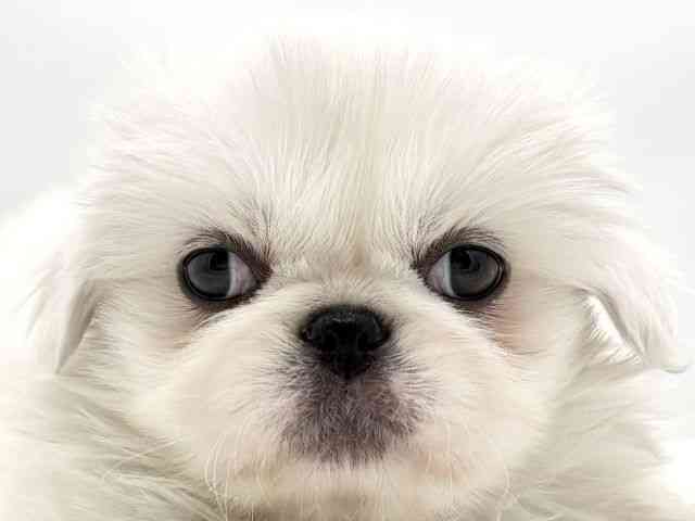 兵庫県のペキニーズ (ひごペットフレンドリークラウンパーク伊丹店/2025年9月16日生まれ/男の子/ホワイト)の子犬