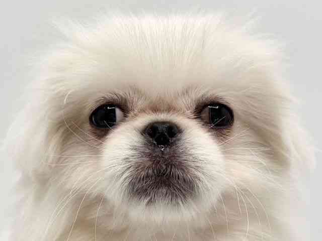 大阪府のペキニーズ (ひごペットフレンドリーみのおキューズモール店/2025年9月16日生まれ/男の子/ホワイト)の子犬の1枚目の画像