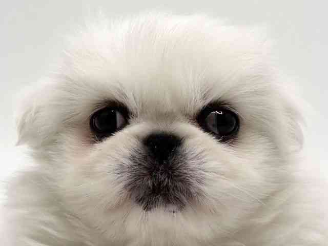 大阪府のペキニーズ (ひごペットフレンドリーみのおキューズモール店/2025年9月16日生まれ/男の子/ホワイト)の子犬