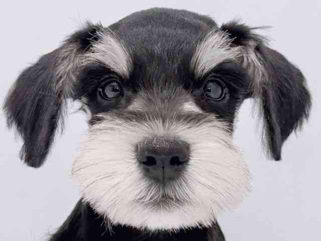 大阪府のミニチュアシュナウザー (ひごペットフレンドリーイズミヤショッピングセンター千里丘店/2025年9月15日生まれ/男の子/ブラックシルバー)の子犬の1枚目の画像