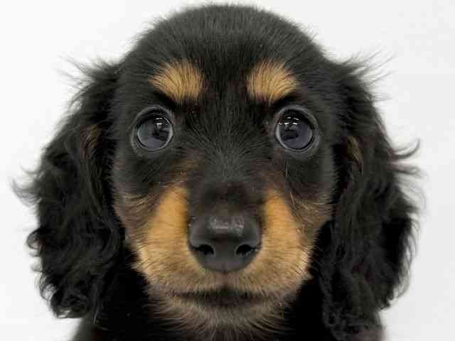 大阪府のミニチュアダックスフンド(ロング) (ひごペットフレンドリーイオンタウン茨木太田店/2025年9月15日生まれ/女の子/ブラックタン)の子犬の1枚目の画像