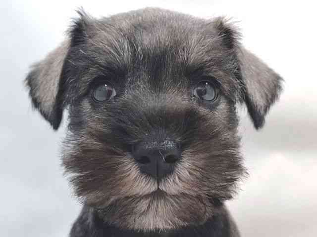 大阪府のミニチュアシュナウザー (ひごペットフレンドリー堺プラットプラット店/2025年9月16日生まれ/女の子/ソルトペッパー)の子犬の1枚目の画像