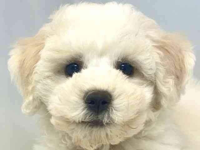 大阪府のビションフリーゼ (ひごペットフレンドリーセブンパーク天美店/2025年9月9日生まれ/男の子/ホワイト)の子犬の1枚目の画像