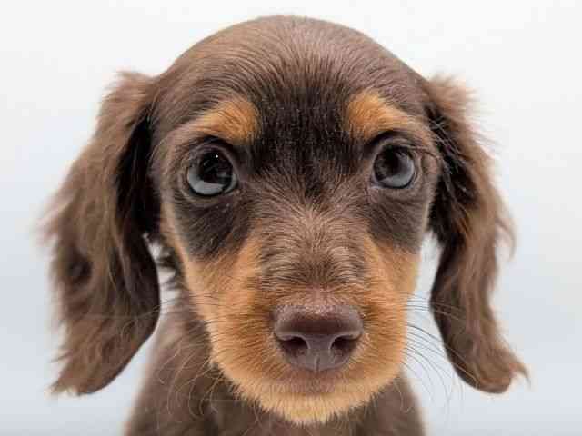 香川県のミニチュアダックスフンド(ロング) (ひごペットフレンドリーゆめタウン高松店/2025年9月11日生まれ/女の子/チョコレートタン)の子犬