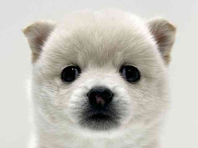 愛知県のポメ柴/豆ポメ/ポメ豆柴(ポメラニアン×柴犬) (ひごペットフレンドリーららぽーと名古屋みなとアクルス店/2025年9月15日生まれ/女の子/クリーム)の子犬の1枚目の画像