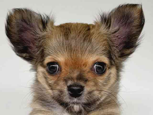 大阪府のチワワ(ロング) (ひごペットフレンドリー瓜破店/2025年9月15日生まれ/男の子/フォーン)の子犬