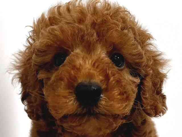 奈良県のトイプードル(トイ) (ひごペットフレンドリー奈良パワーシティ店/2025年9月13日生まれ/男の子/レッド)の子犬