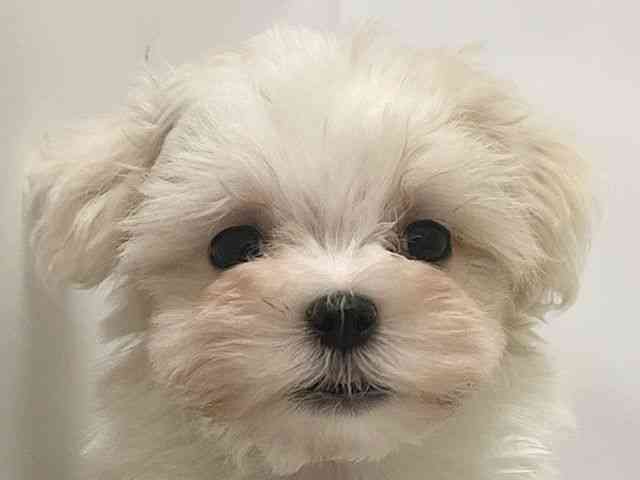 和歌山県のマルチーズ (ひごペットフレンドリーパームシティ和歌山店/2025年9月10日生まれ/男の子/ホワイト)の子犬