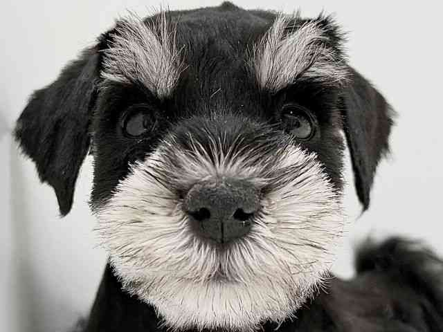 奈良県のミニチュアシュナウザー (ひごペットフレンドリーイオンモール橿原ウエスト・ビレッジ店/2025年9月14日生まれ/男の子/ブラックシルバー)の子犬の1枚目の画像