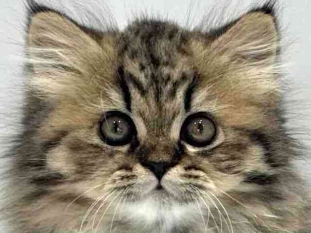 大阪府のエキゾチック (ひごペットフレンドリーセブンパーク天美店/2025年9月13日生まれ/女の子/ブラウンパッチドマッカレルタビー)の子猫