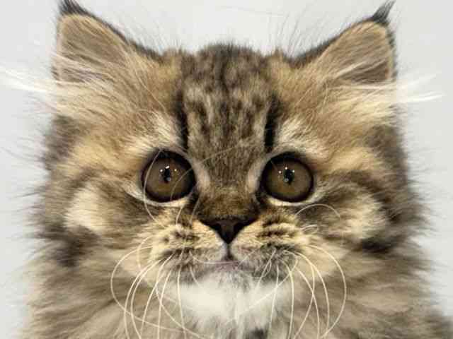 大阪府のエキゾチック (ひごペットフレンドリーセブンパーク天美店/2025年9月13日生まれ/女の子/ブラウンパッチドマッカレルタビー)の子猫の1枚目の画像