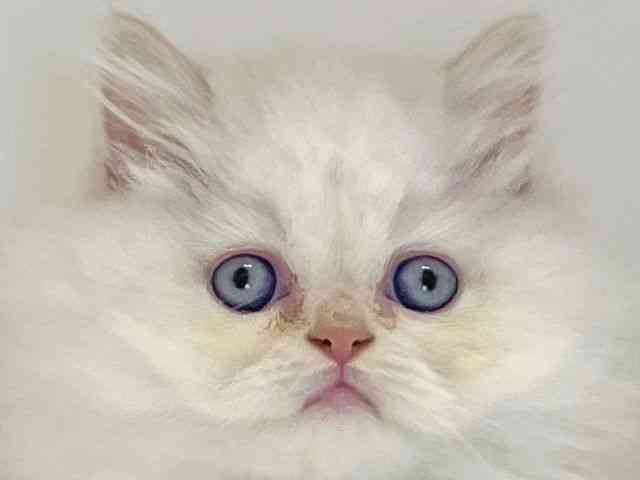 兵庫県のエキゾチック (ひごペットフレンドリーイトーヨーカドー明石店/2025年9月13日生まれ/男の子/クリームポイント)の子猫