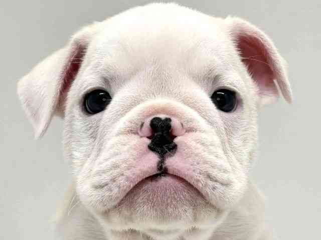 大阪府のハーフ犬・ミックス犬 (ひごペットフレンドリーセブンパーク天美店/2025年9月15日生まれ/男の子/ホワイト)の子犬