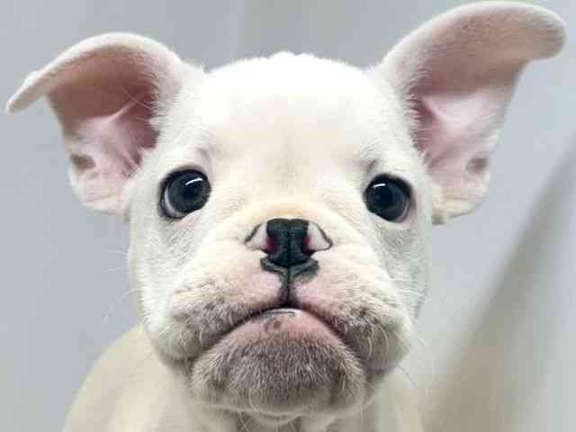 大阪府のハーフ犬・ミックス犬 (ひごペットフレンドリーセブンパーク天美店/2025年9月15日生まれ/男の子/ホワイト)の子犬の1枚目の画像