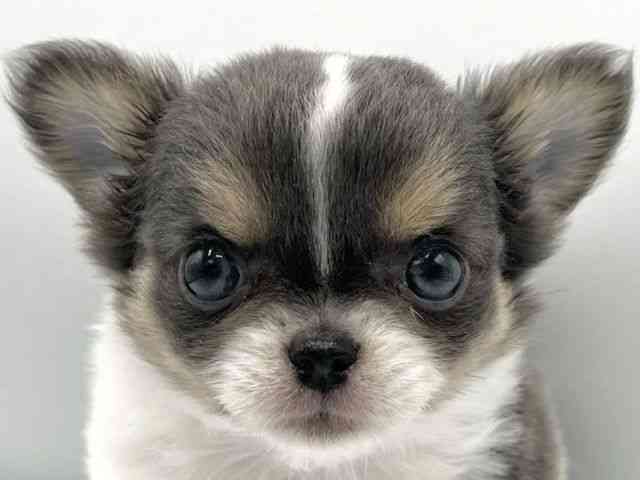 大阪府のチワワ(ロング) (ひごペットフレンドリーららぽーとEXPOCITY店/2025年9月16日生まれ/男の子/ブルータンホワイト)の子犬