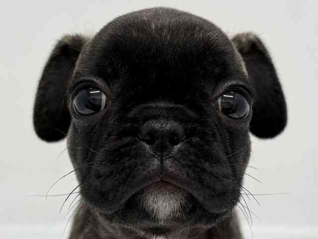 京都府のフレンチパグ/パグフレンチ(フレンチブルドック×パグ) (ひごペットフレンドリー京都店/2025年9月16日生まれ/女の子/ブリンドル)の子犬の1枚目の画像