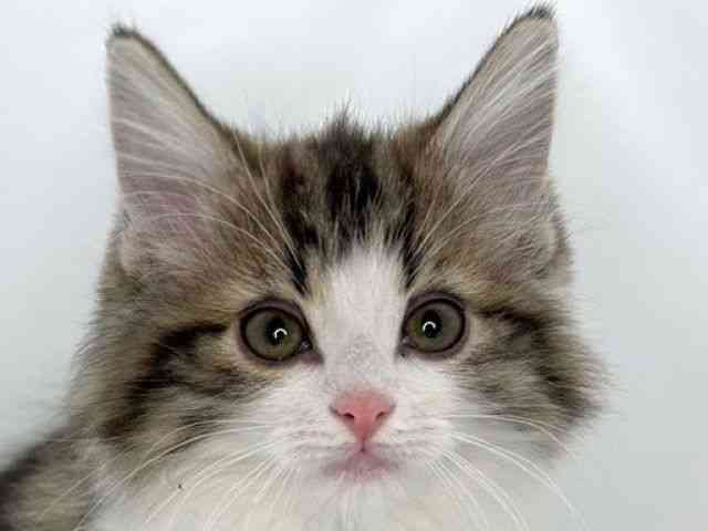 島根県のノルウェージャンフォレストキャット (ひごペットフレンドリーイオンモール出雲店/2025年8月31日生まれ/女の子/ブラウンタビーホワイト)の子猫の1枚目の画像