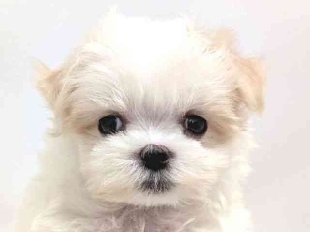 広島県のマルチーズ (ひごペットフレンドリーゆめタウン廿日市店/2025年9月14日生まれ/女の子/ホワイト)の子犬の1枚目の画像