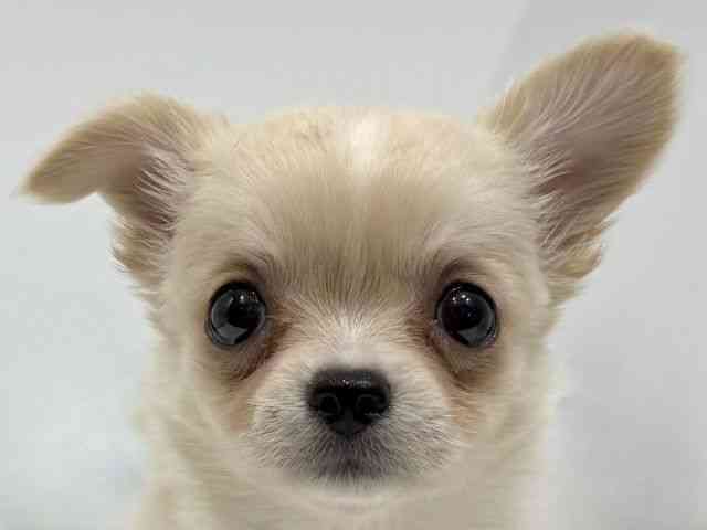 愛知県のチワワ(ロング) (ひごペットフレンドリーヴィアモール アピタ江南西店/2025年9月12日生まれ/女の子/クリーム)の子犬の1枚目の画像