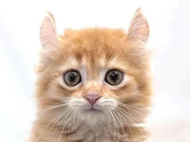 広島県のキンカロー (ひごペットフレンドリーゆめタウン廿日市店/2025年9月10日生まれ/女の子/レッドティックドタビー)の子猫の1枚目の画像