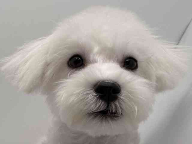 大阪府のハーフ犬・ミックス犬 (ひごペットフレンドリーみのおキューズモール店/2025年9月15日生まれ/男の子/ホワイト)の子犬の1枚目の画像