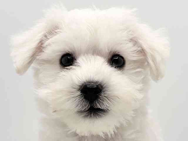 大阪府のハーフ犬・ミックス犬 (ひごペットフレンドリーみのおキューズモール店/2025年9月15日生まれ/男の子/ホワイト)の子犬の1枚目の画像